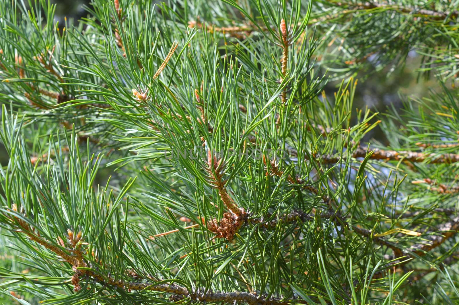 background nature with green twigs of pine