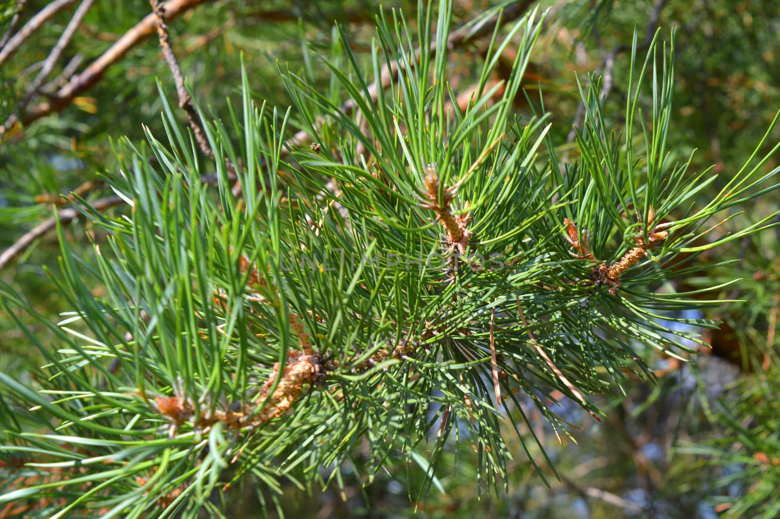 background nature with green twigs of pine