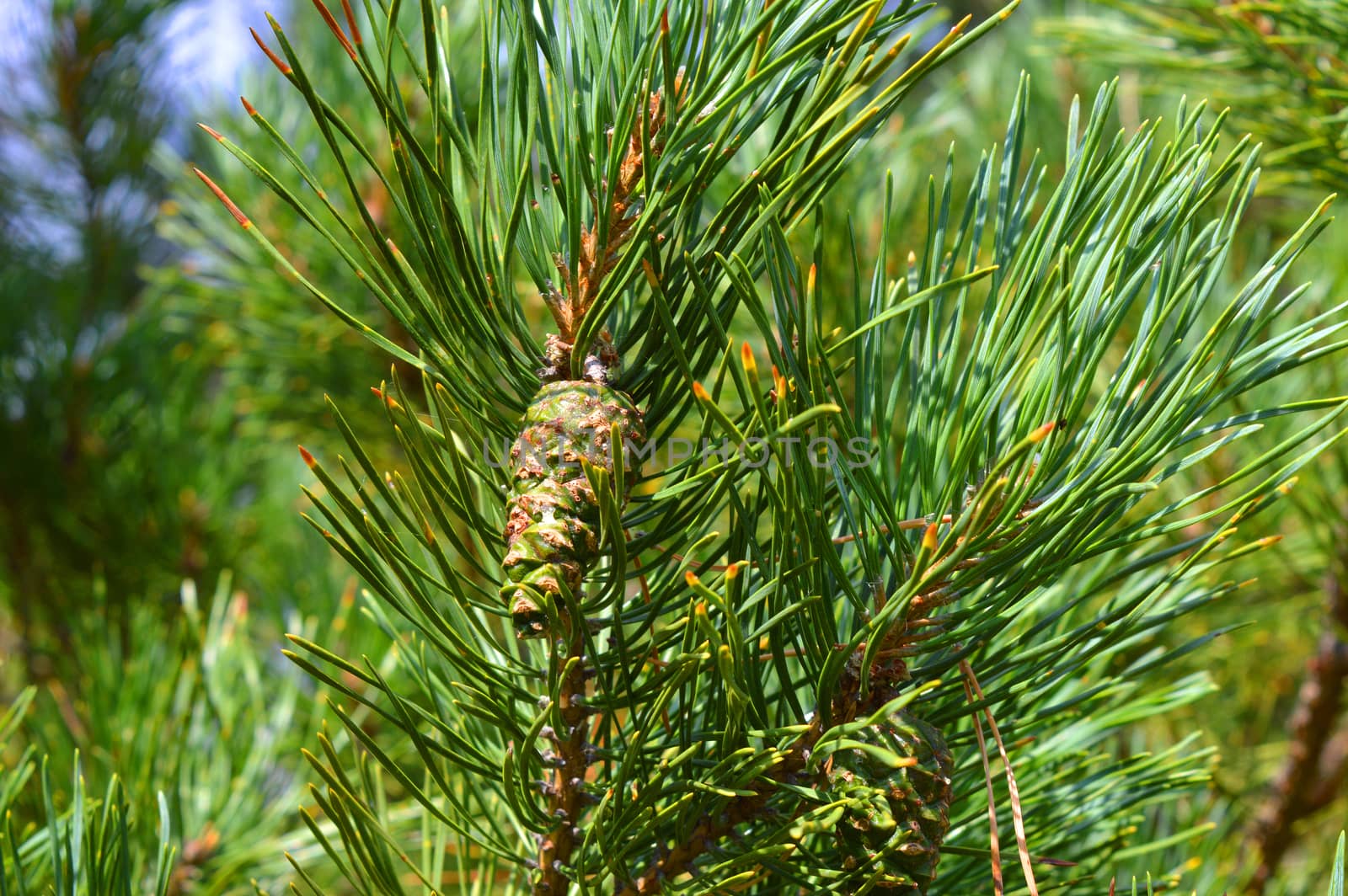 background nature with green twigs of pine