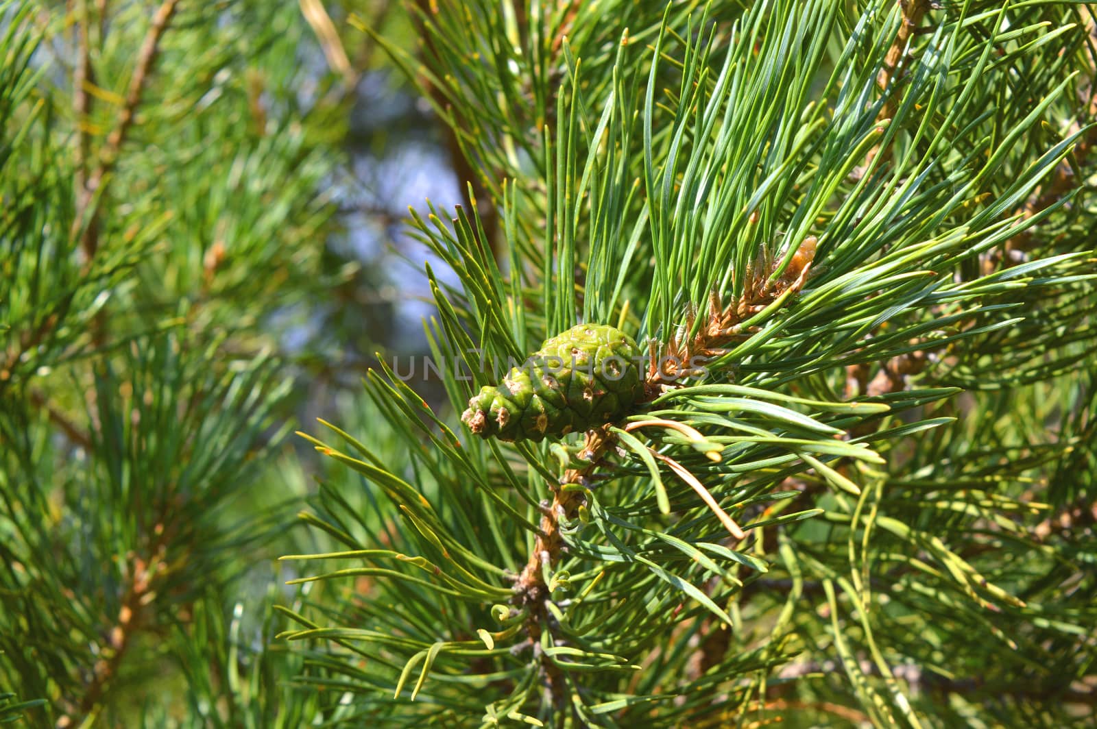 background nature with green twigs of pine