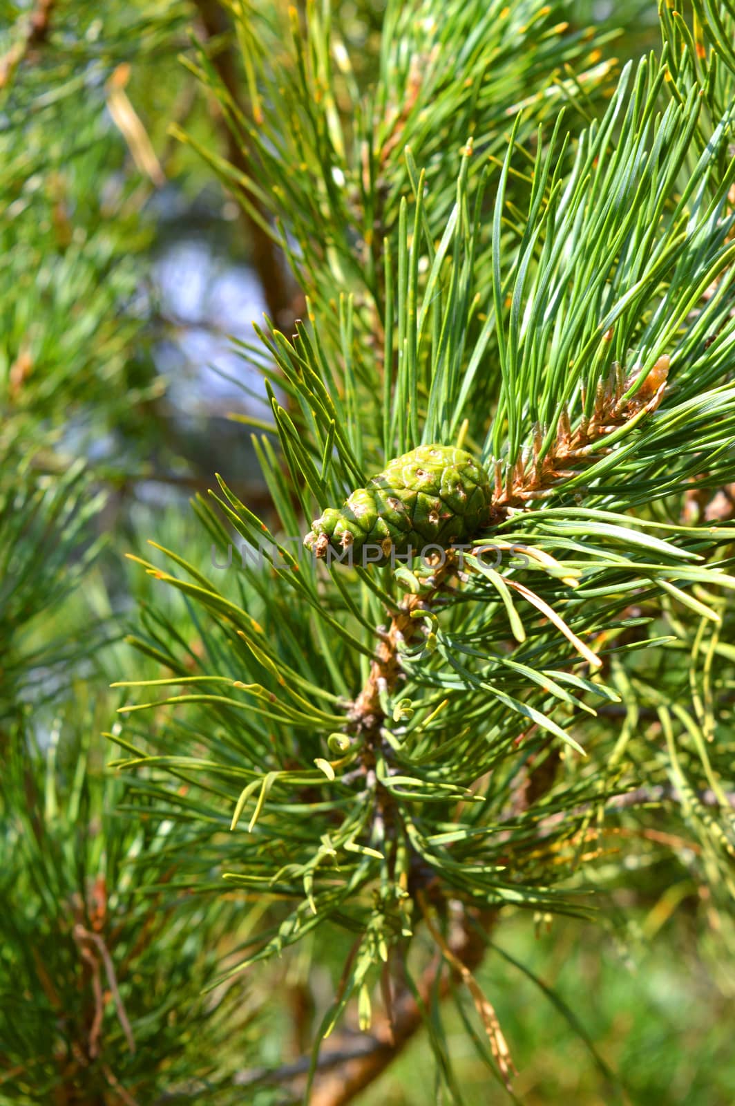 background nature with green twigs of pine