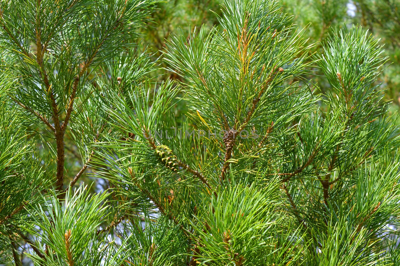 background nature with green twigs of pine