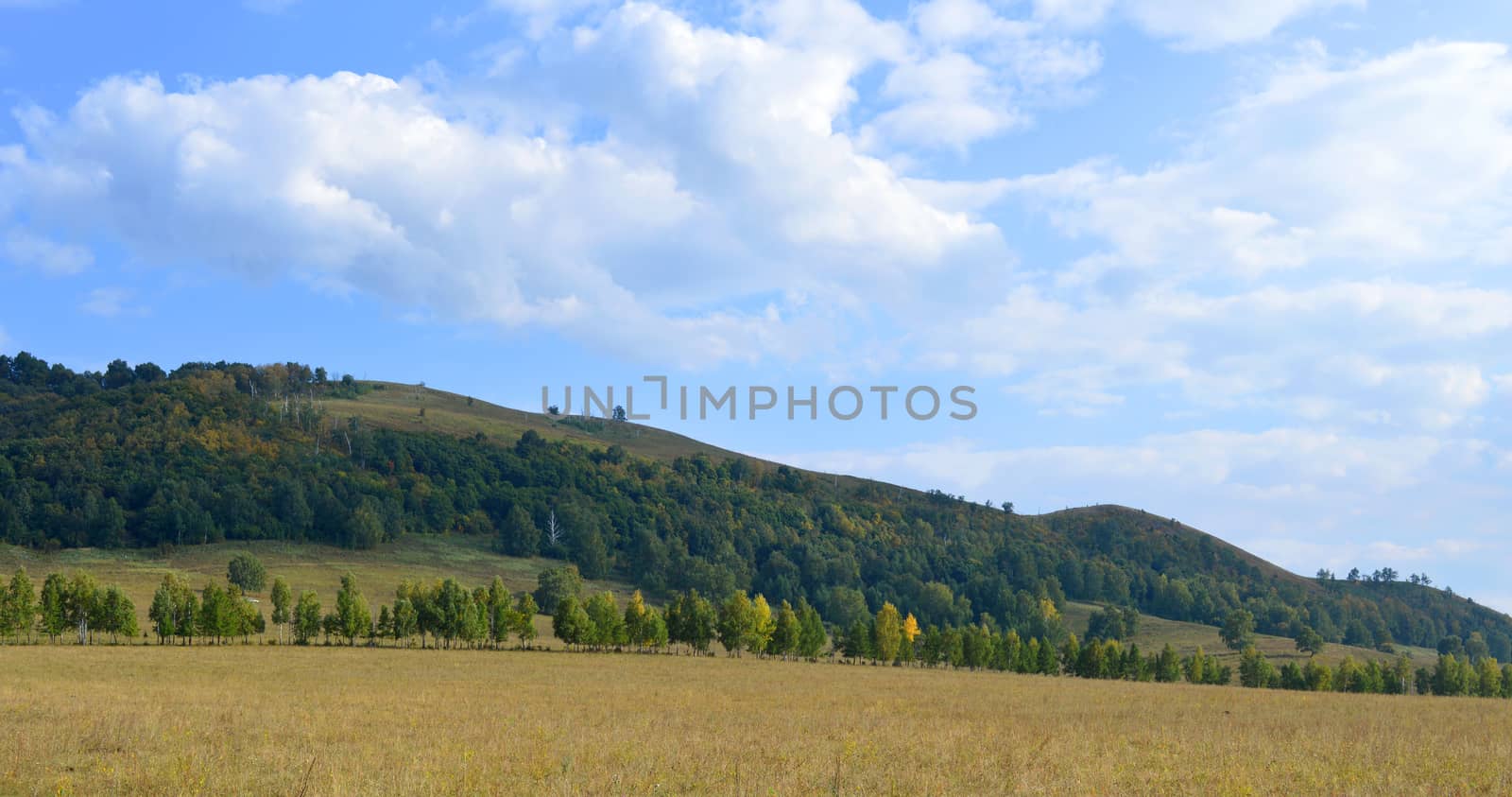 Summer landscape with forest on mountain