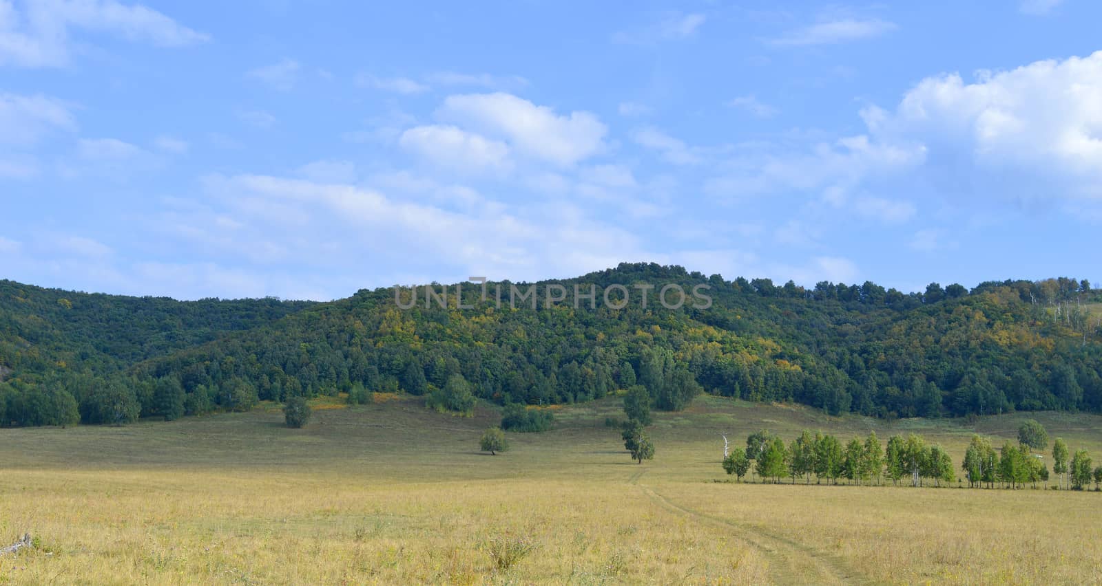Summer landscape with forest on mountain