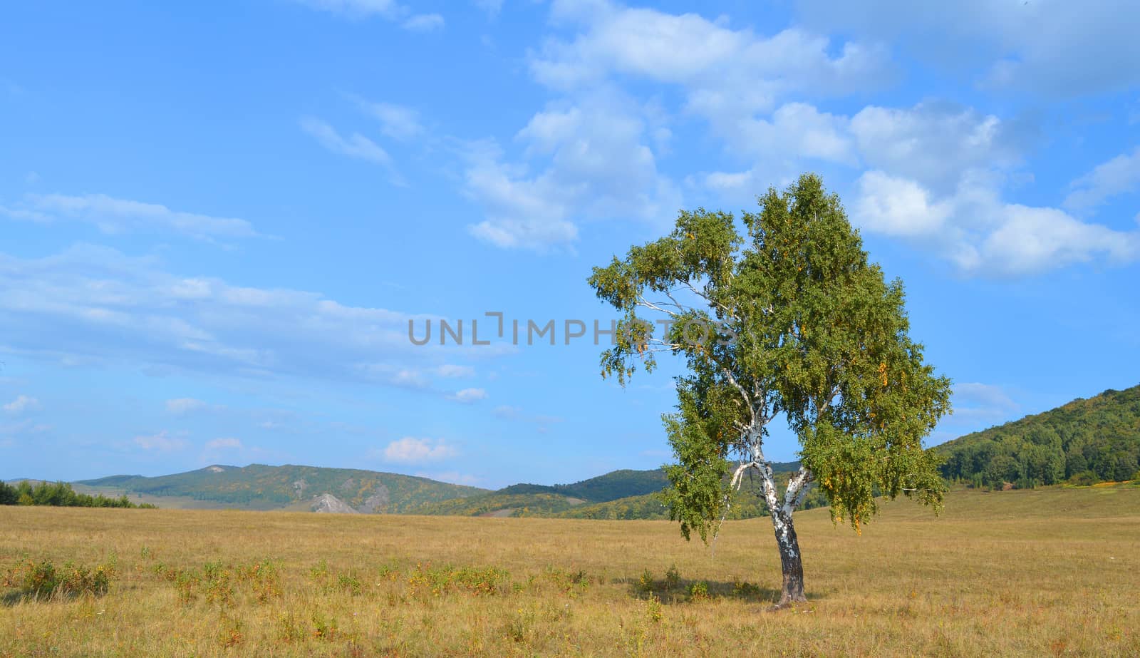 birch on a background of mountain forests by sergpet