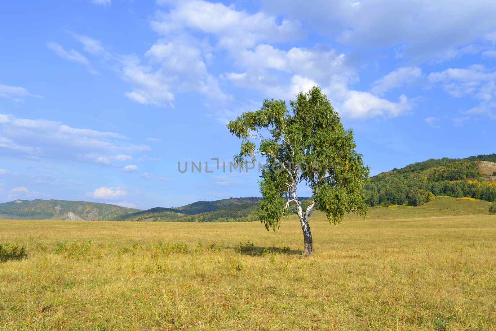 birch on a background of mountain forests by sergpet