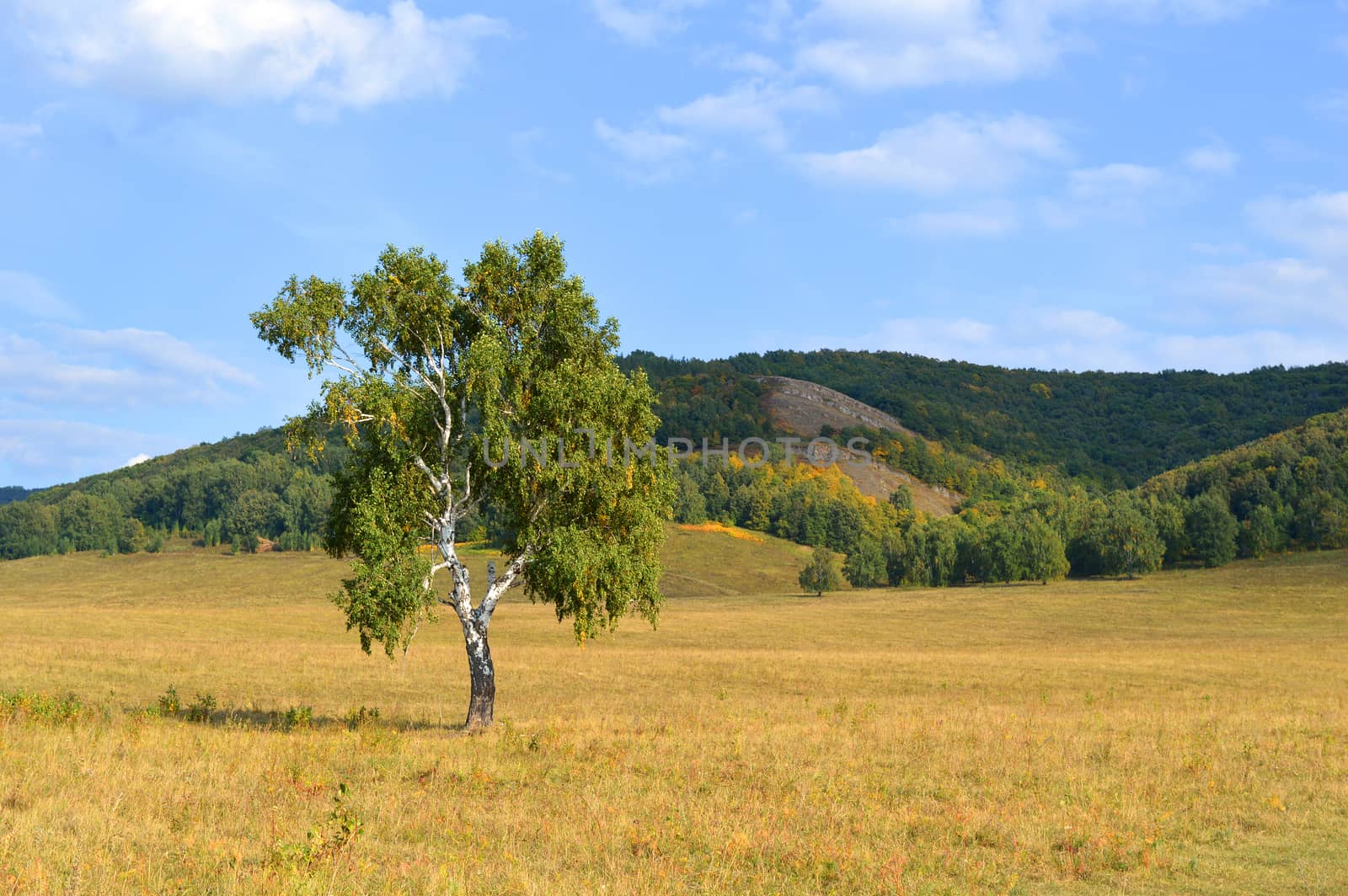 birch on a background of mountain forests by sergpet