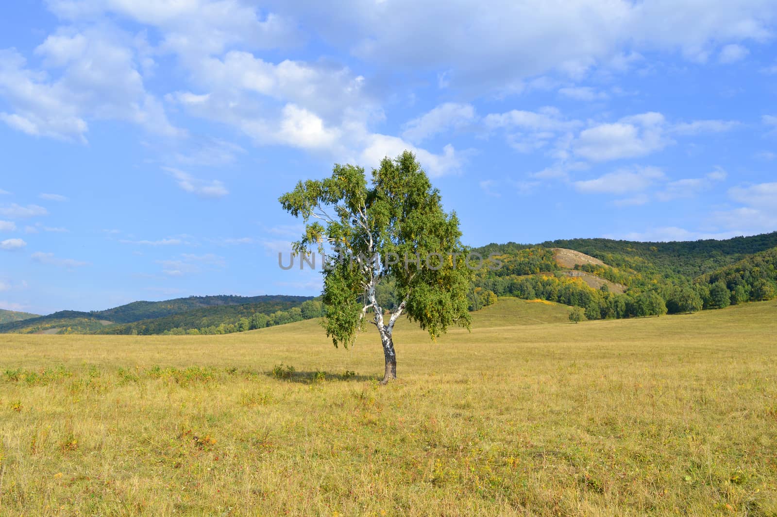 birch on a background of mountain forests