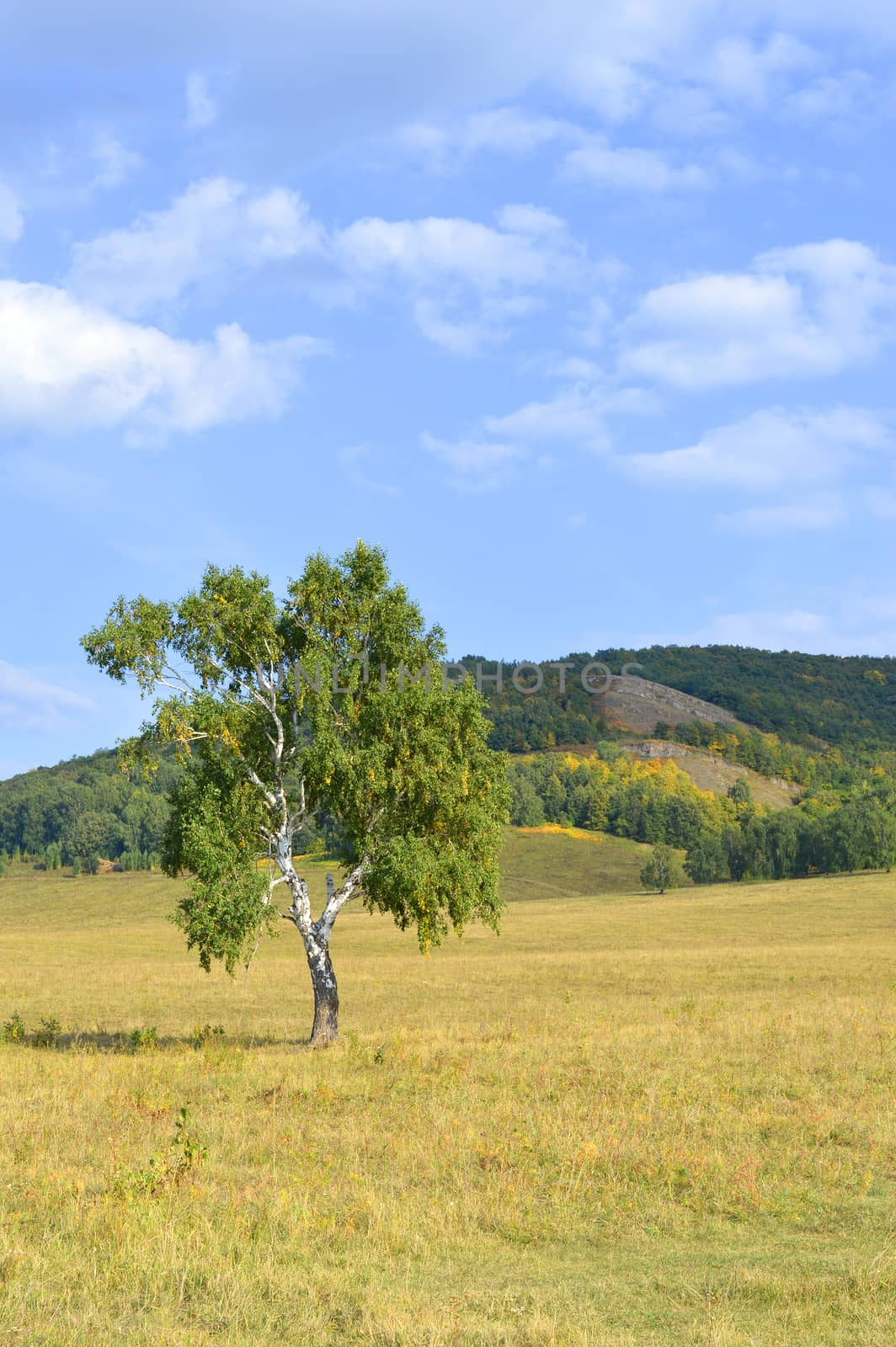 birch on a background of mountain forests by sergpet