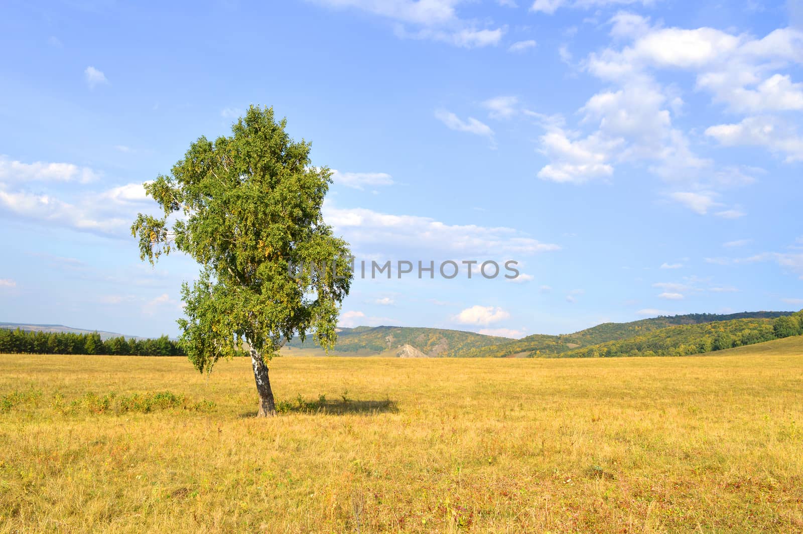 birch on a background of mountain forests by sergpet