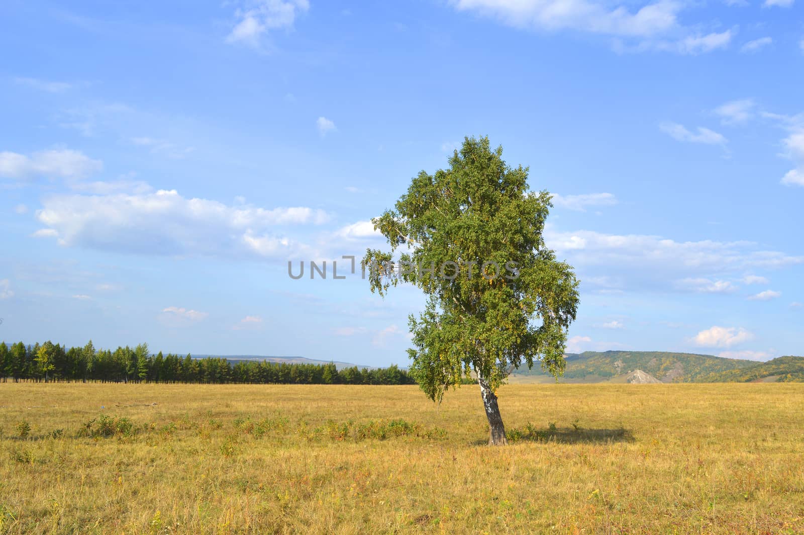 birch on a background of mountain forests by sergpet