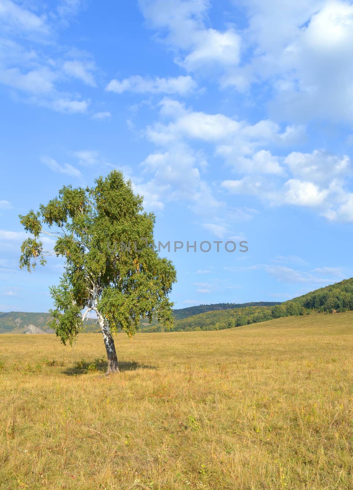 birch on a background of mountain forests by sergpet