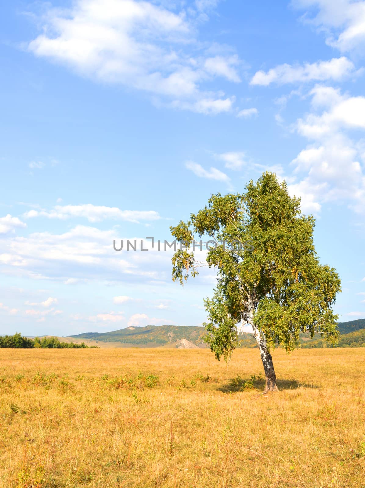 birch on a background of mountain forests by sergpet