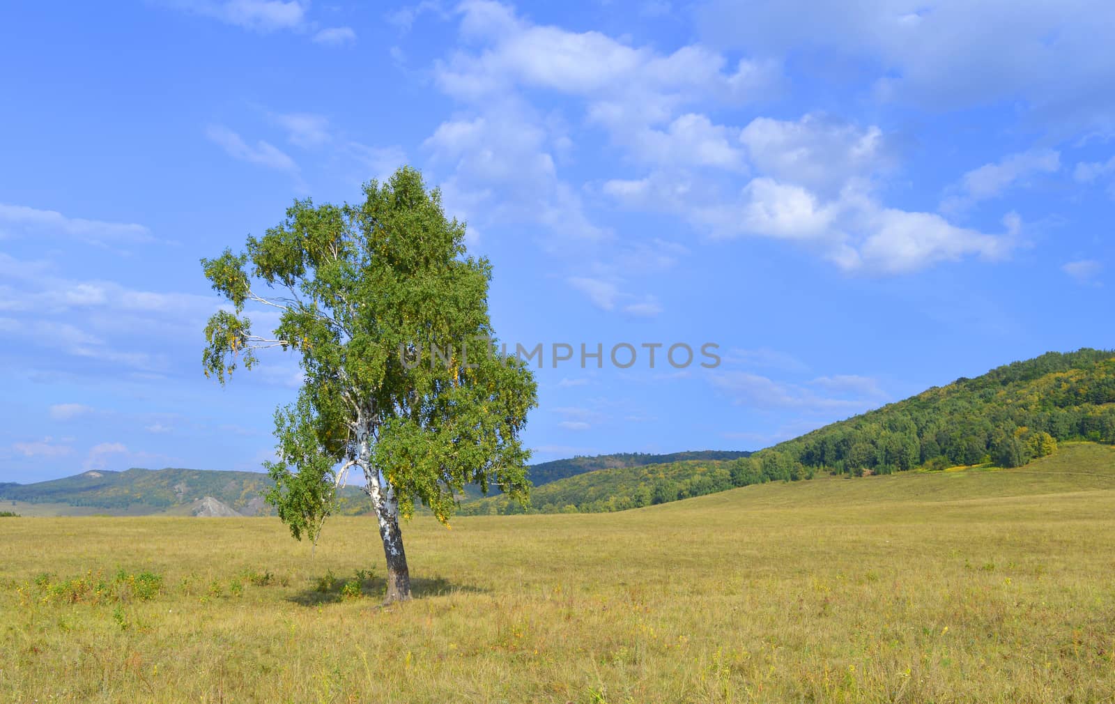 birch on a background of mountain forests by sergpet