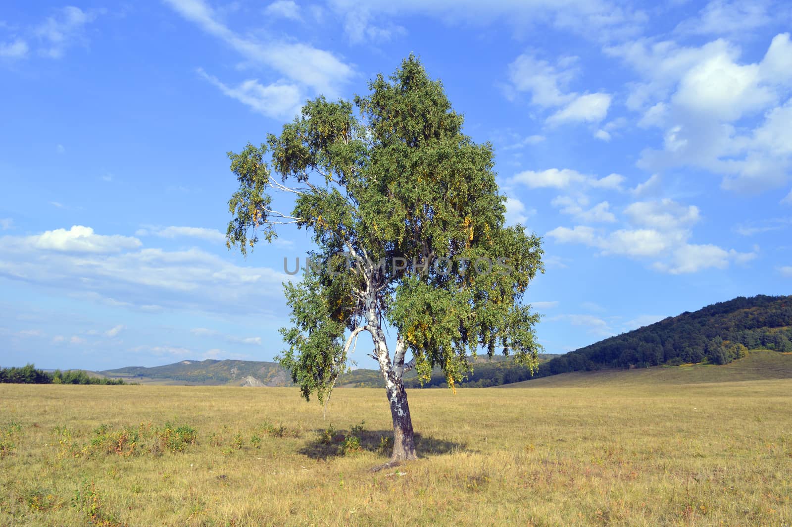 birch on a background of mountain forests