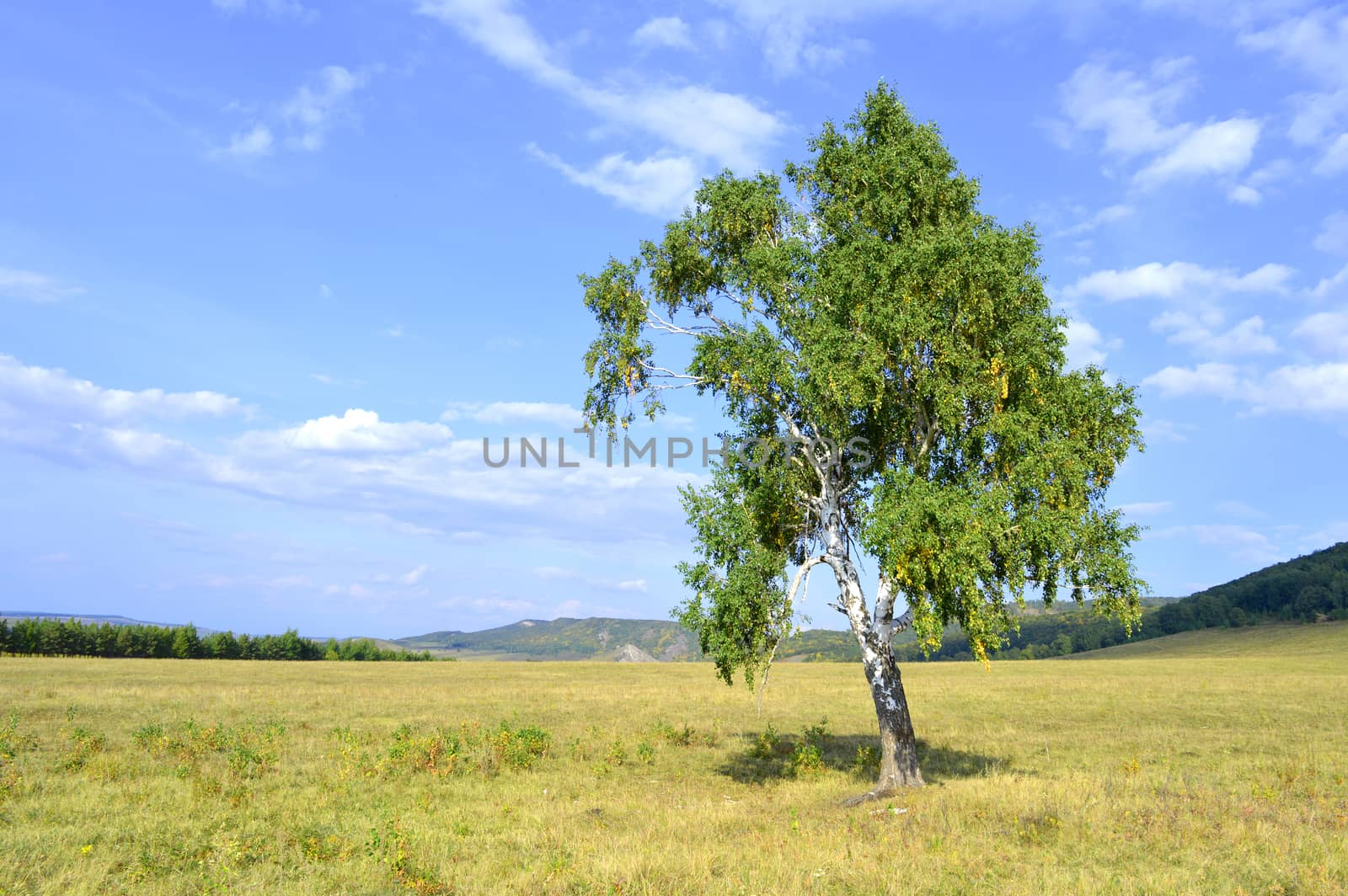 birch on a background of mountain forests by sergpet