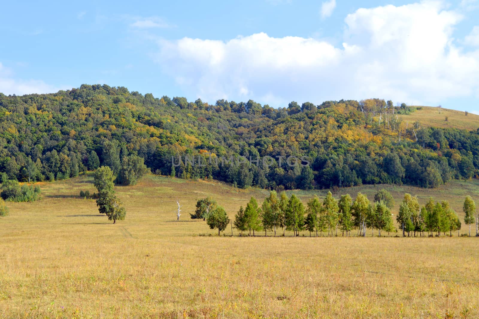 Summer landscape with forest on mountain