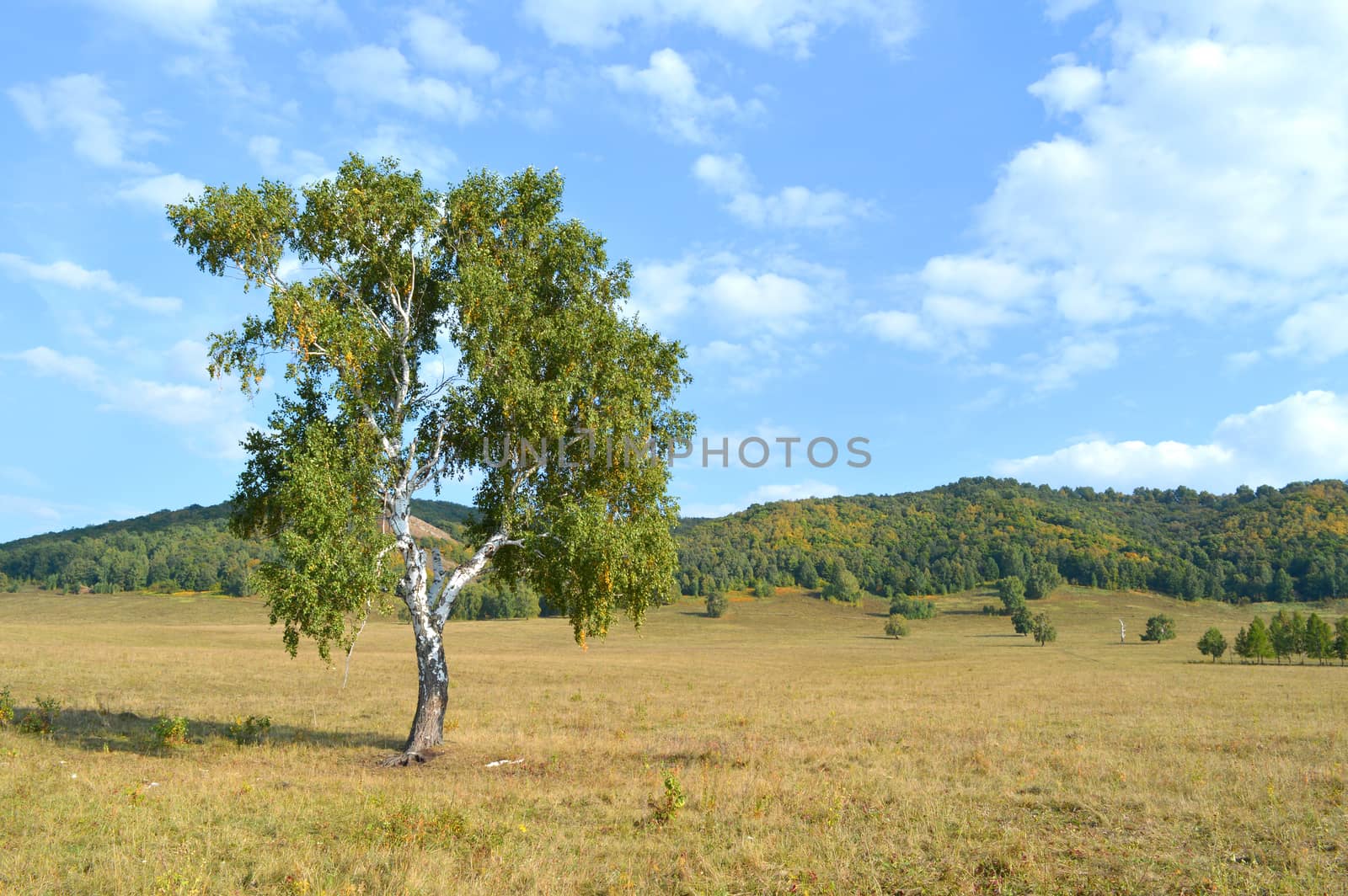 birch on a background of mountain forests