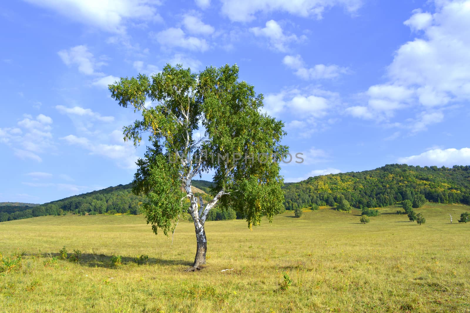 birch on a background of mountain forests by sergpet