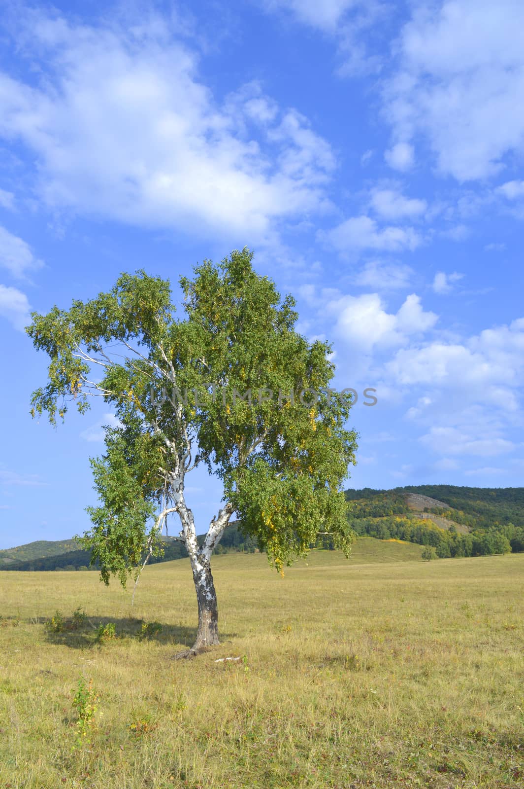 birch on a background of mountain forests