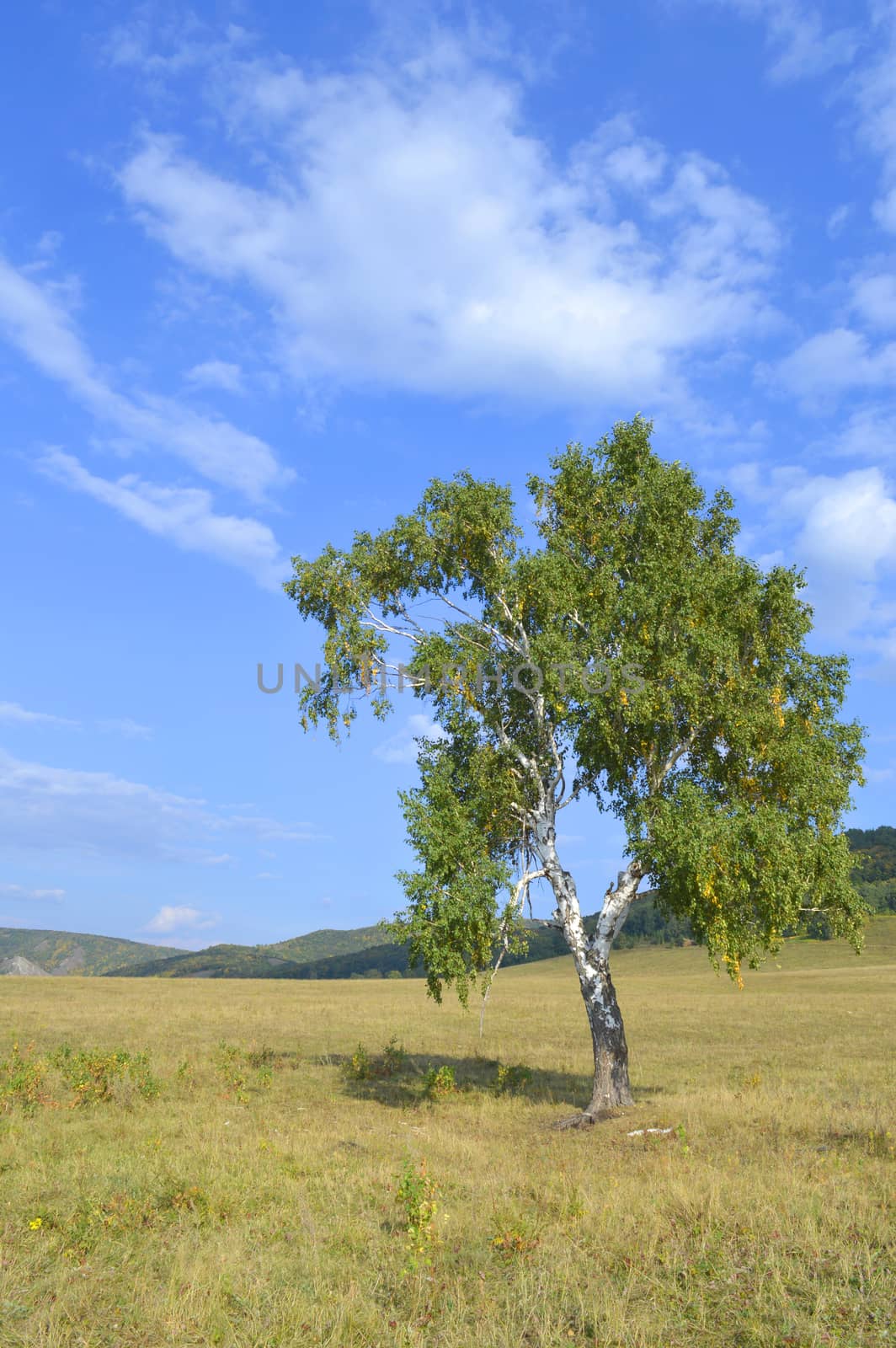 birch on a background of mountain forests by sergpet