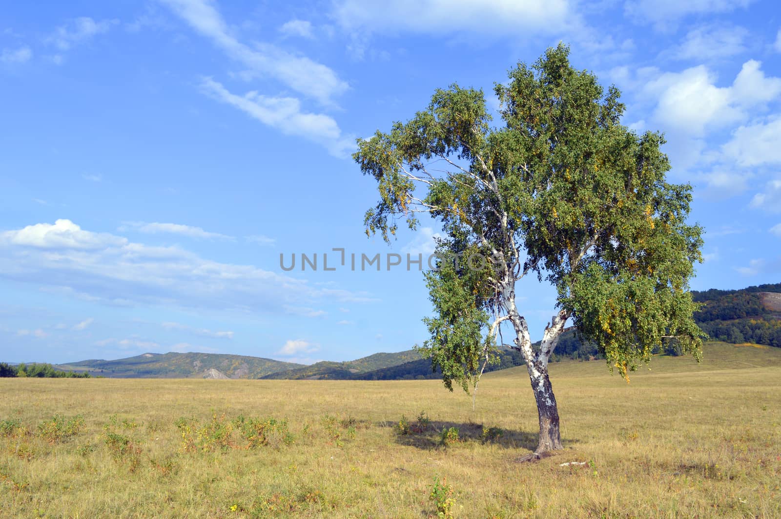 birch on a background of mountain forests by sergpet