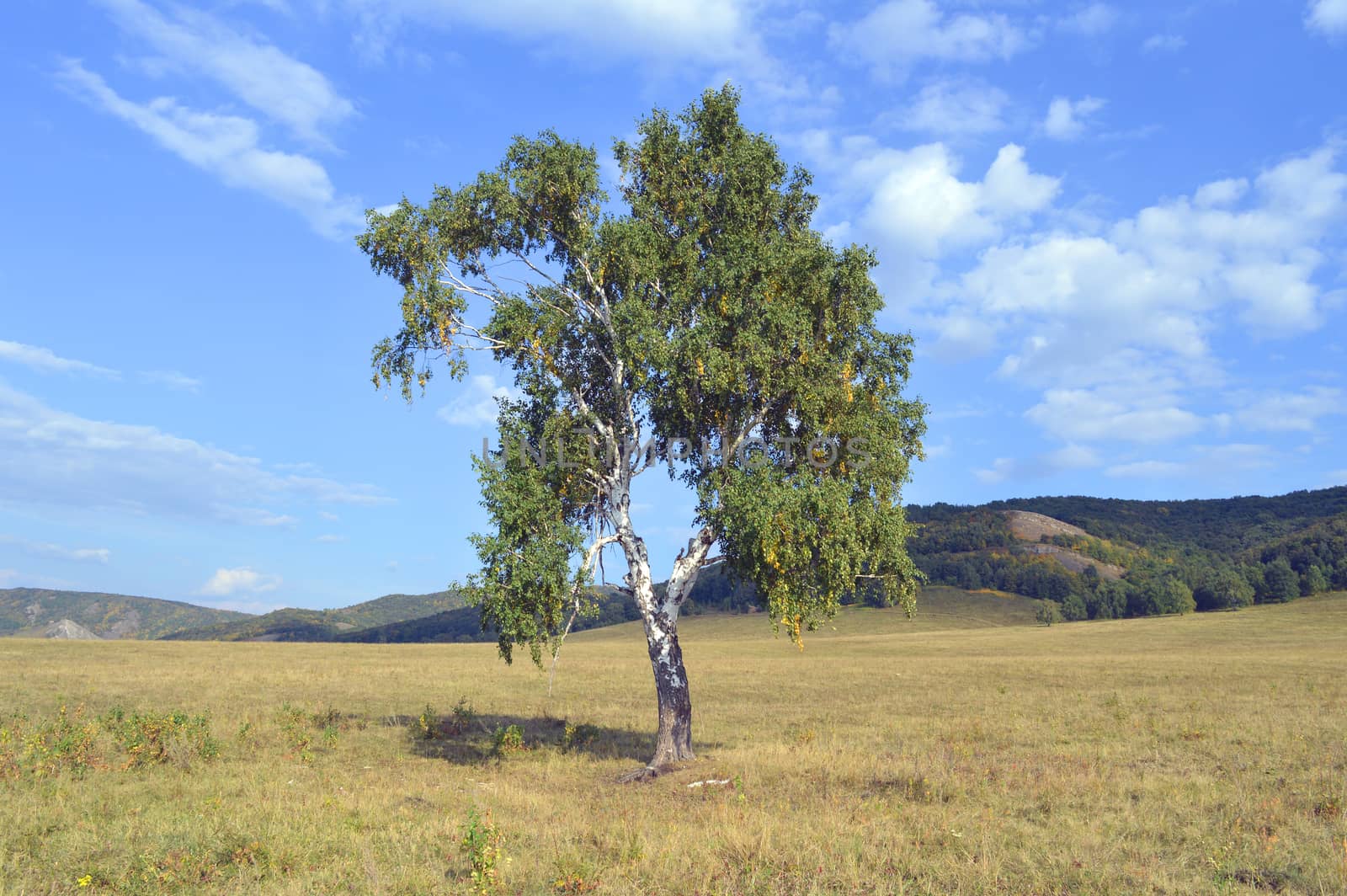 birch on a background of mountain forests