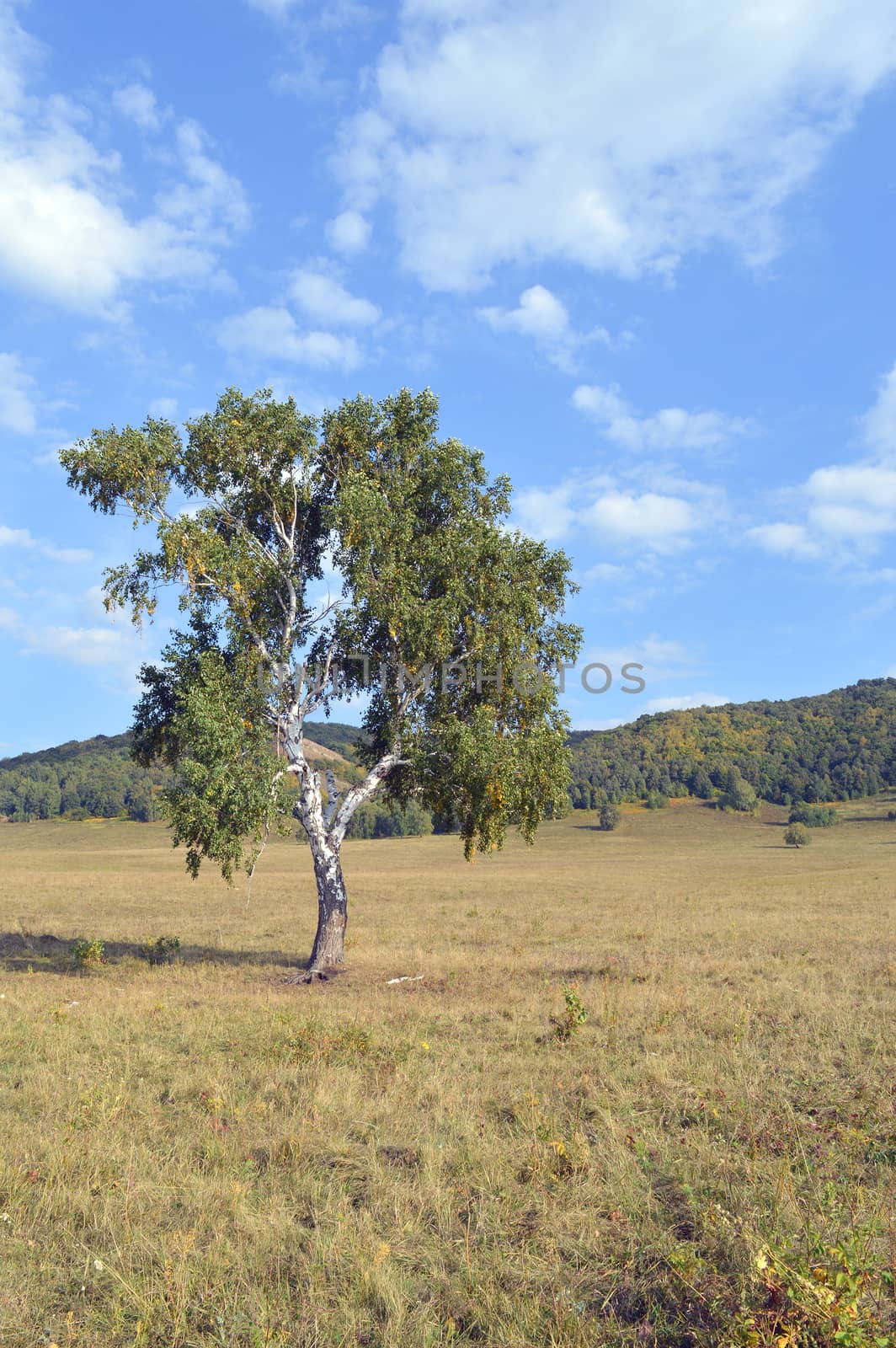 birch on a background of mountain forests