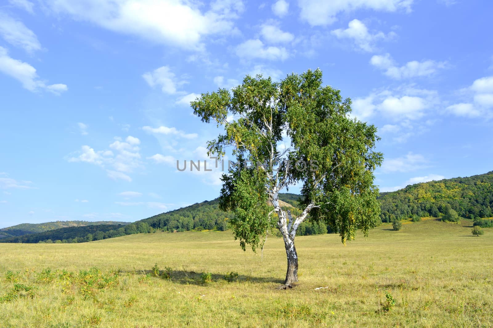 birch on a background of mountain forests by sergpet