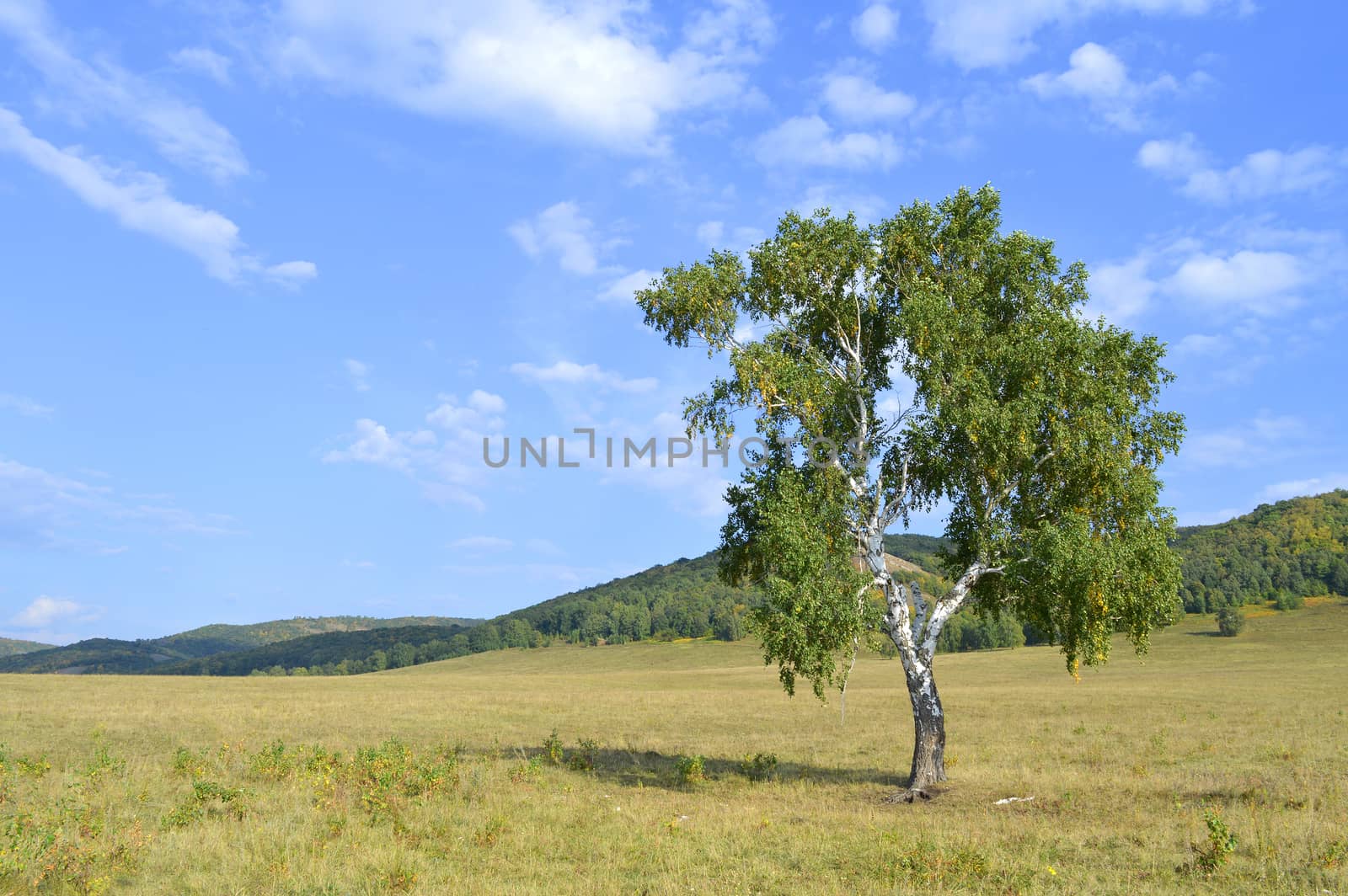 birch on a background of mountain forests by sergpet