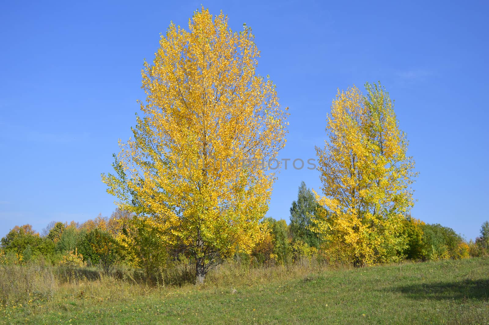 summer rural landscape with plants