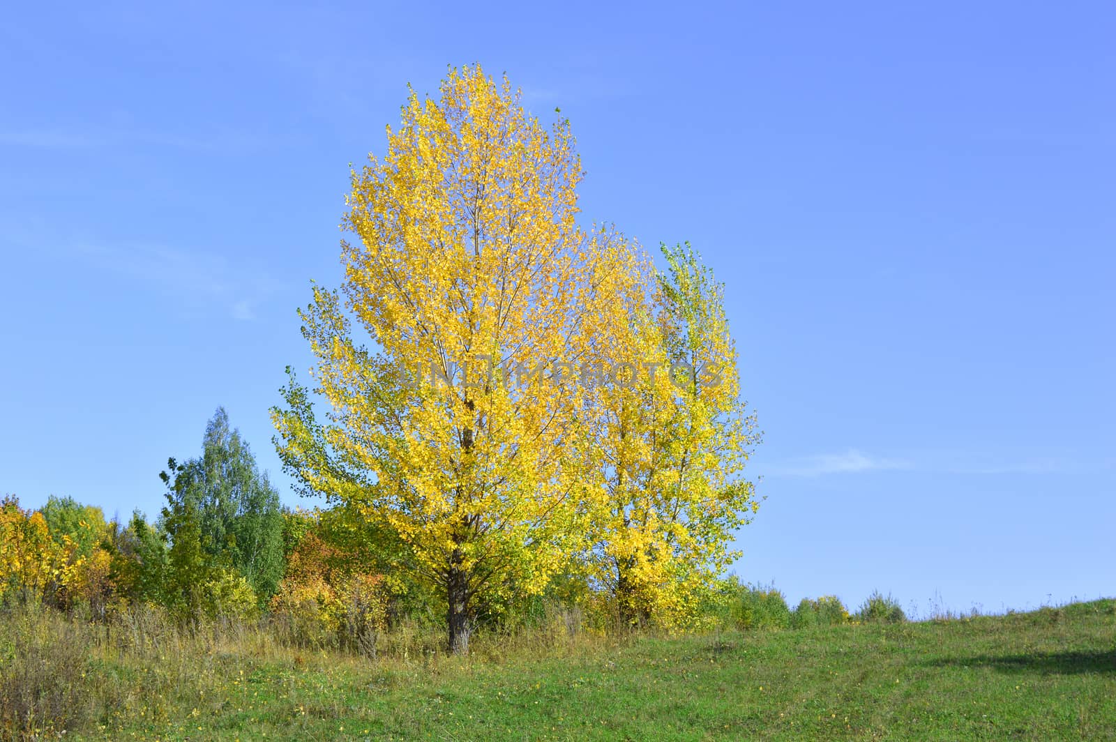 summer rural landscape with plants