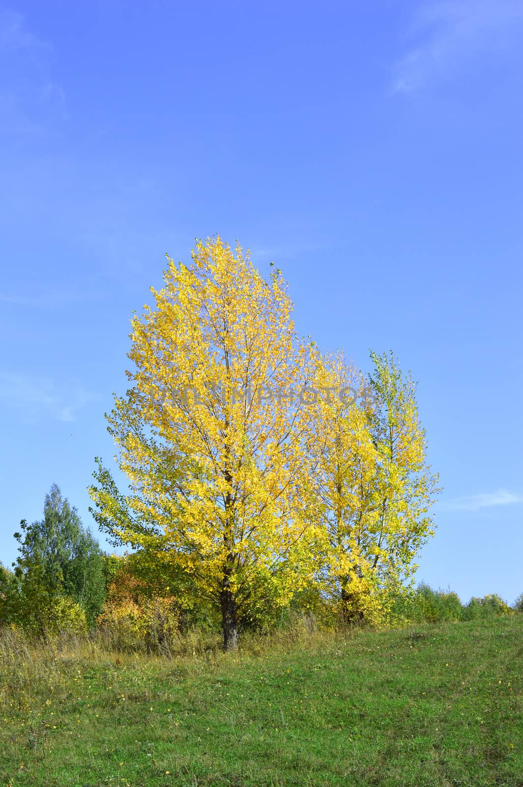 summer rural landscape with plants