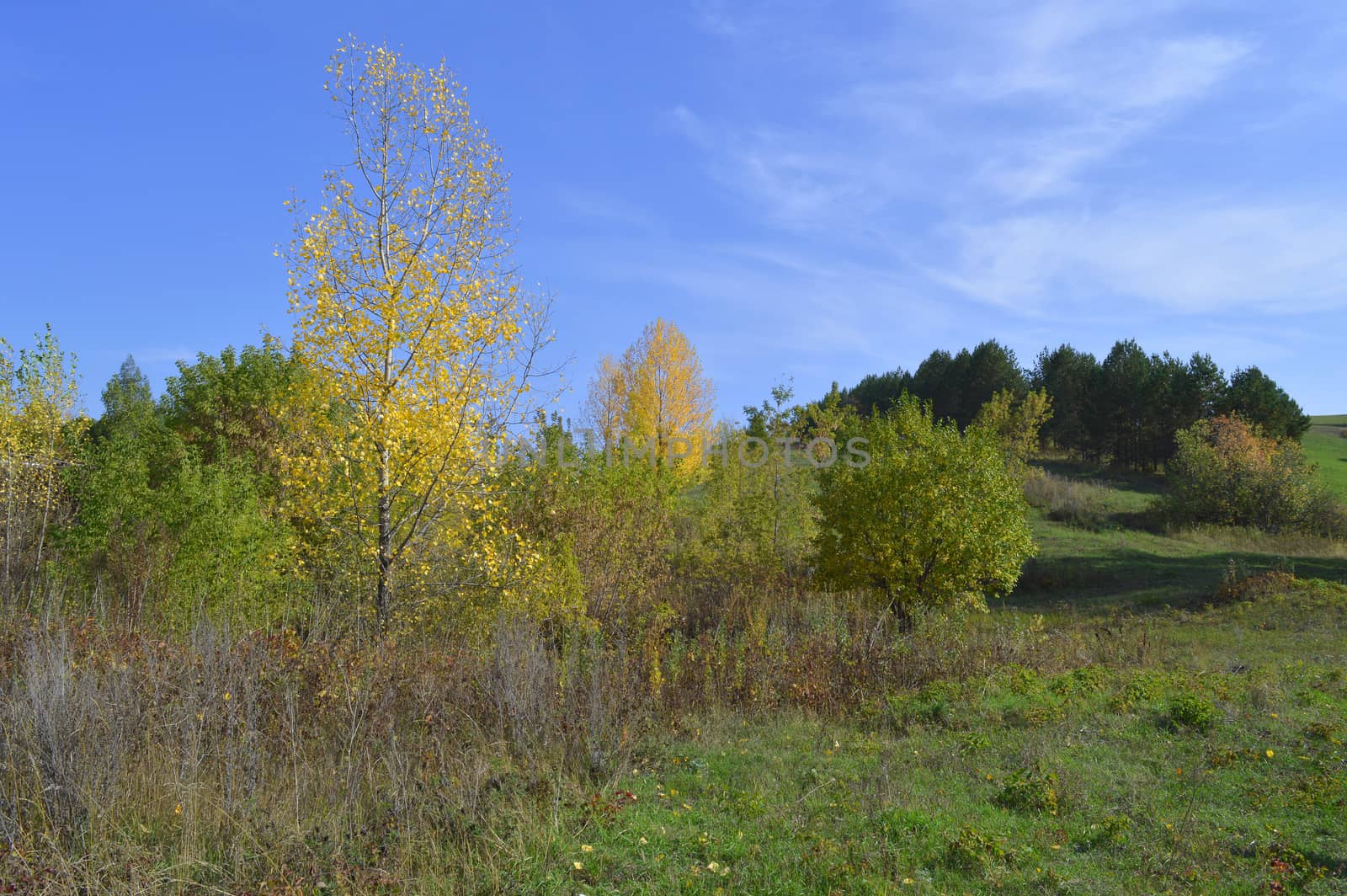 summer rural landscape with plants