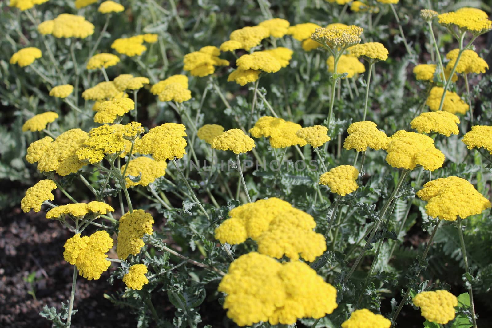 fernleaf yarrow in the garden by martina_unbehauen