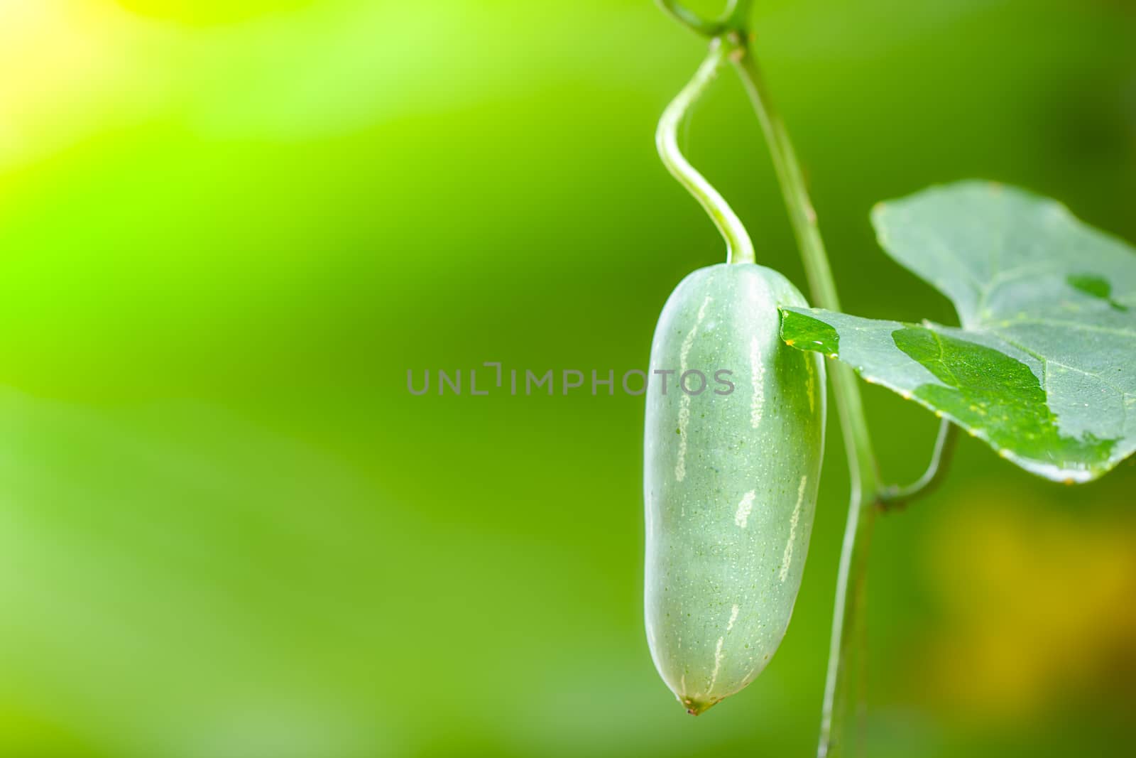 Ivy gourd fruit or Coccinia grandis on the tree. by SaitanSainam