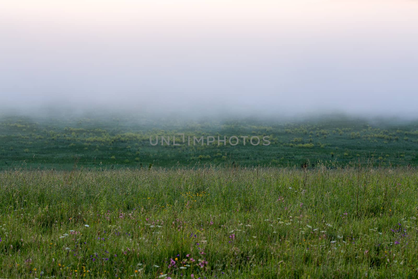 minimalistic wild grass meadow under dence fog without tree at summer morning.