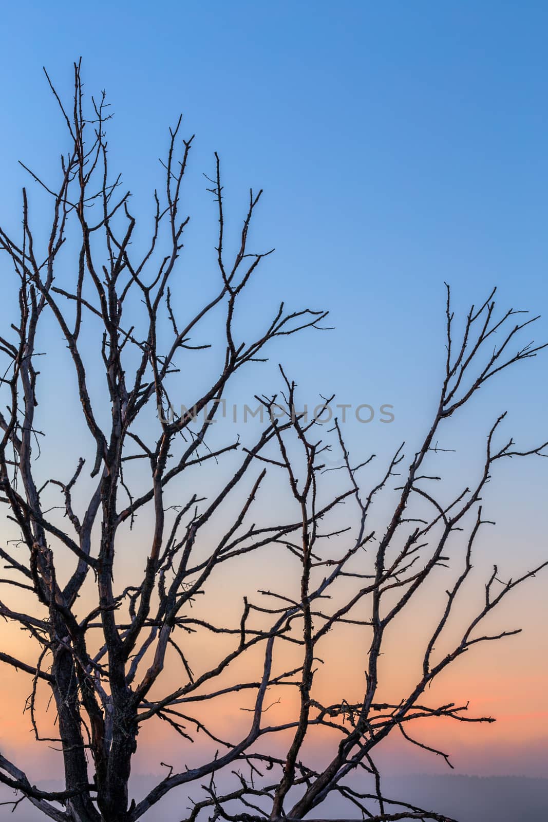 dry thin three branches on gradient morning sky background.