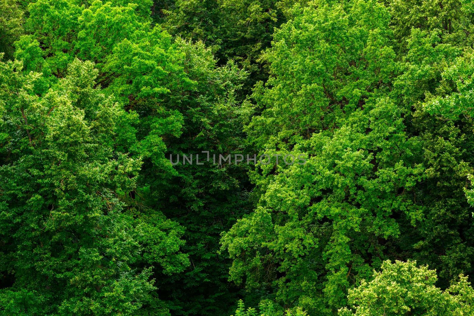 top of summer green linden forest solid foliage pattern background at daylight