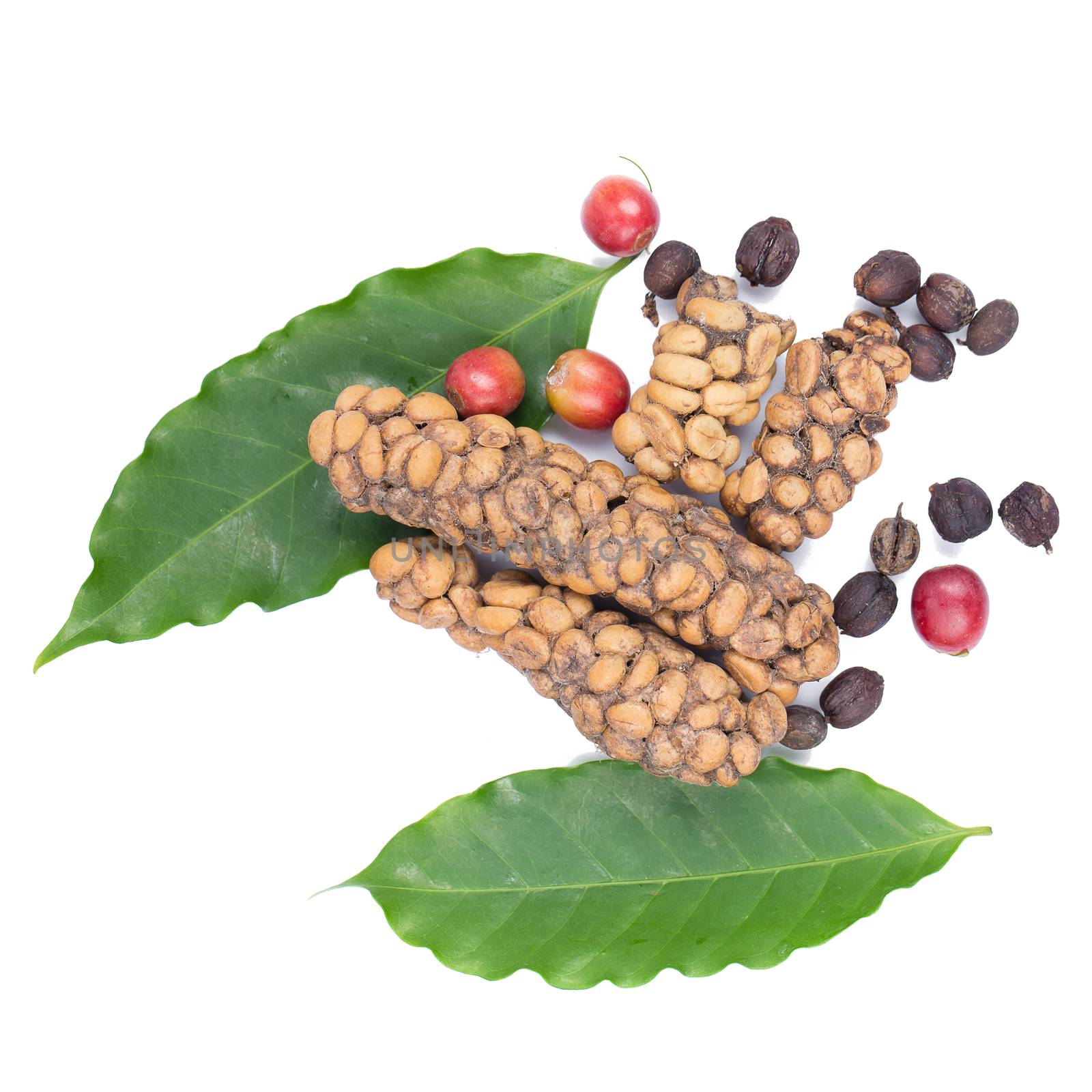 Kopi luwak or civet coffee, Coffee beans excreted by the civet isolated on white background.
