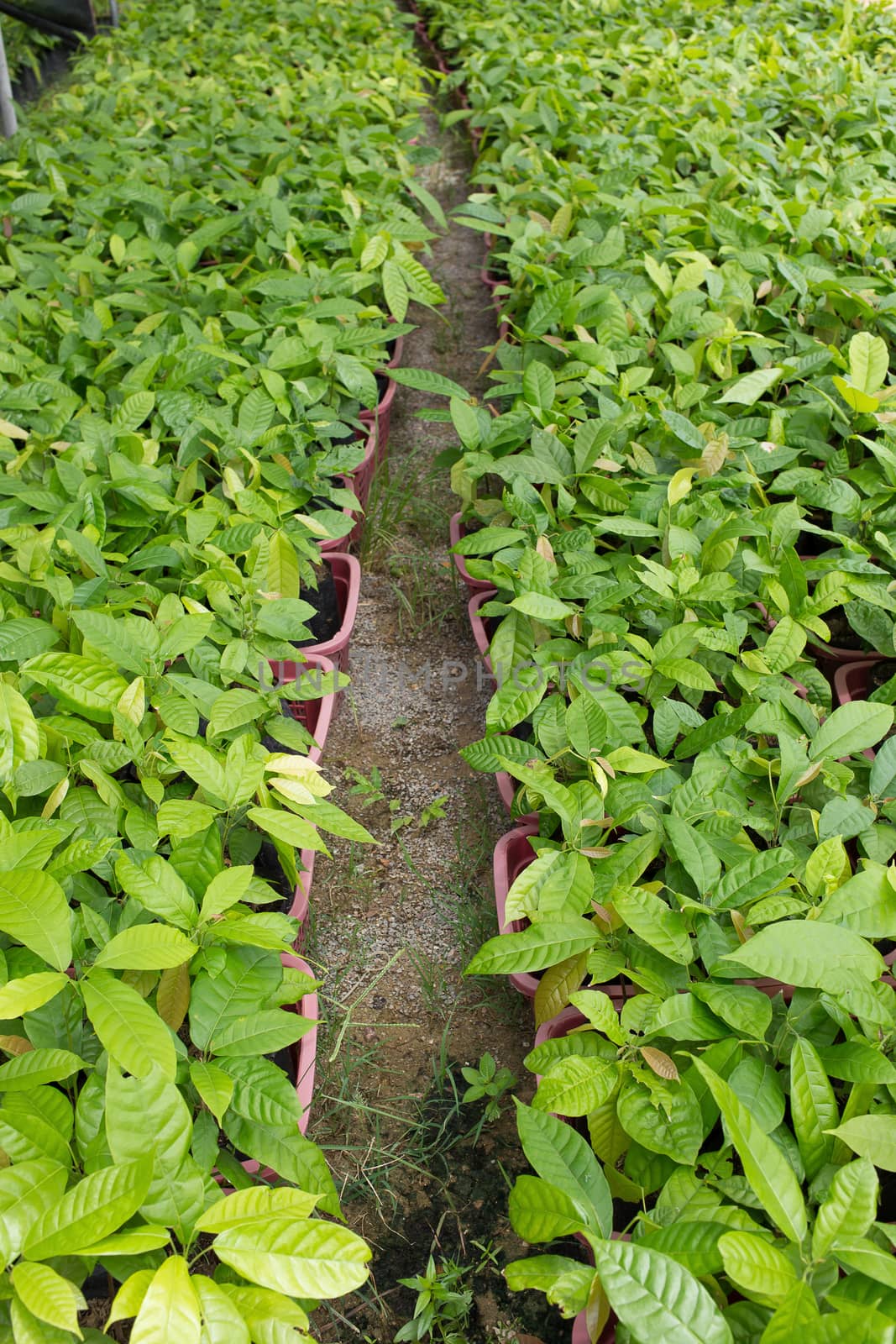 Small cocoa tree on the farm plantation.