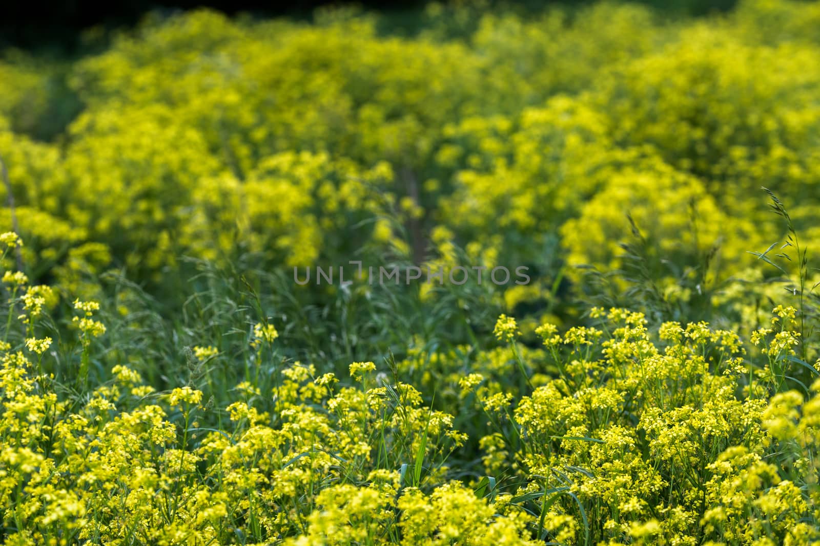 wild yellow colza blossom with selective focus and boke blur.