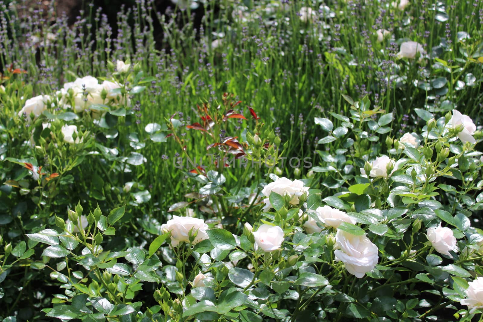 The picture shows white roses in the garden
