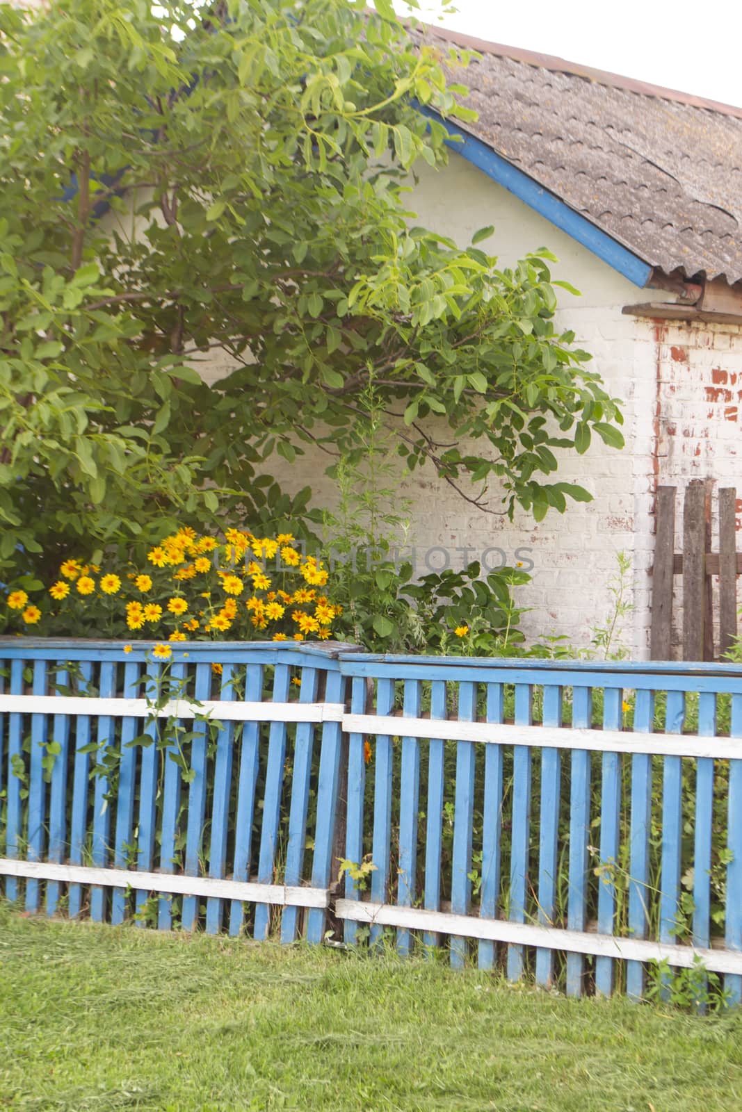 Summer yellow flowers along the blue fence in village