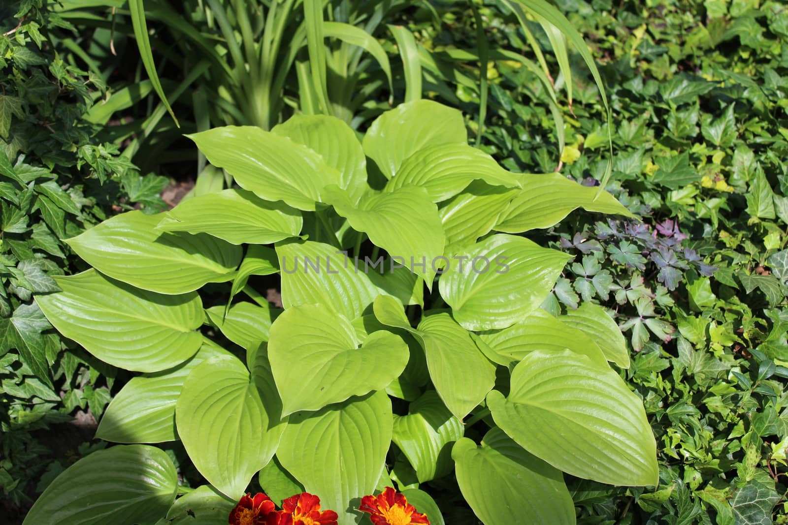 The picture shows a field of hostas in the garden