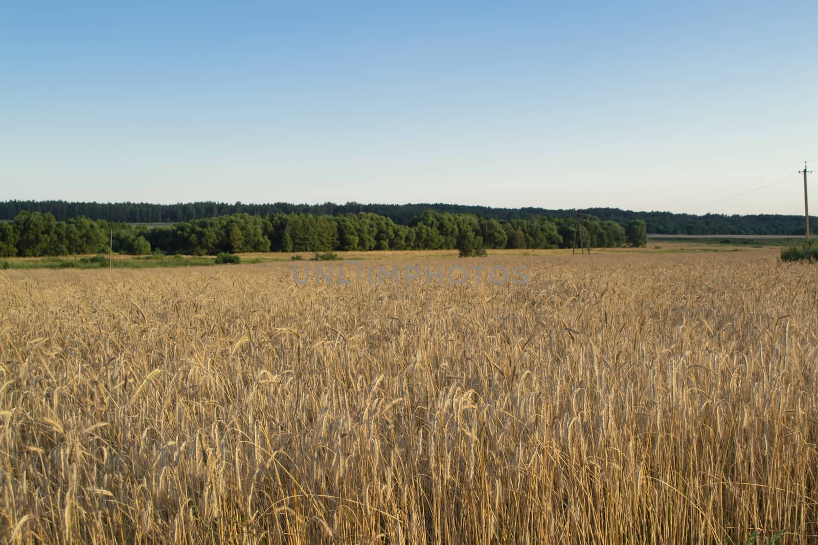 Wheat grain field on sunny day. Cereal organic farming in Belarus