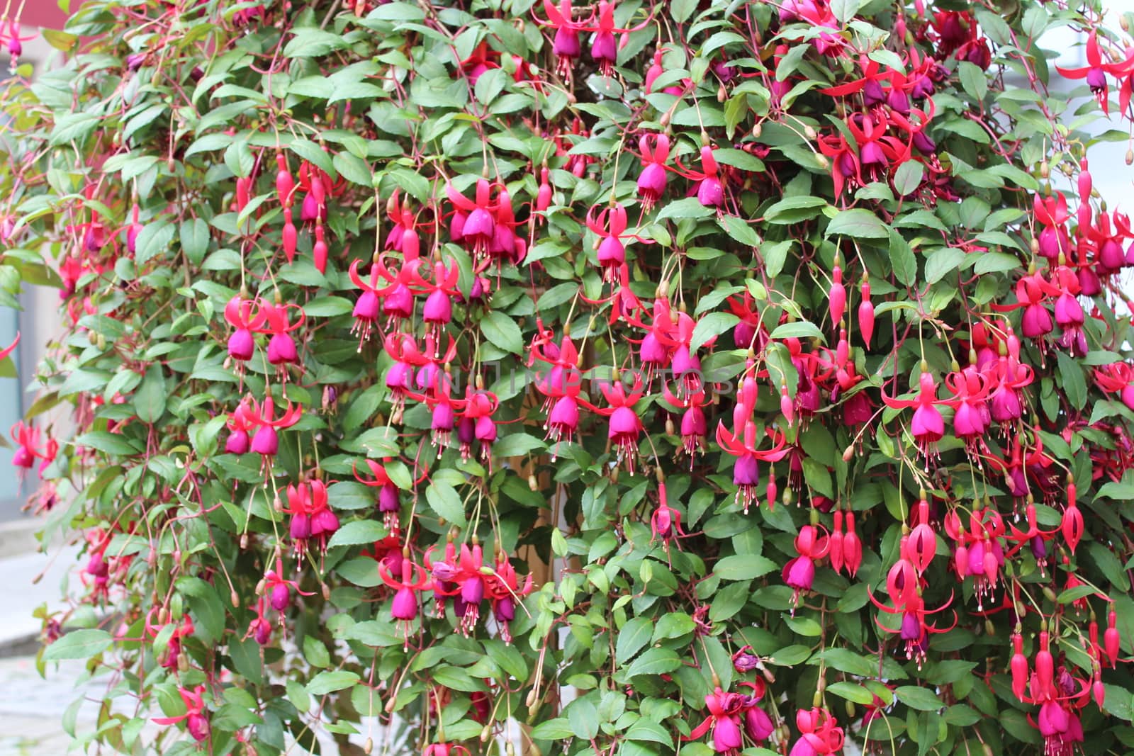 The picture shows pink fuchsia in the garden