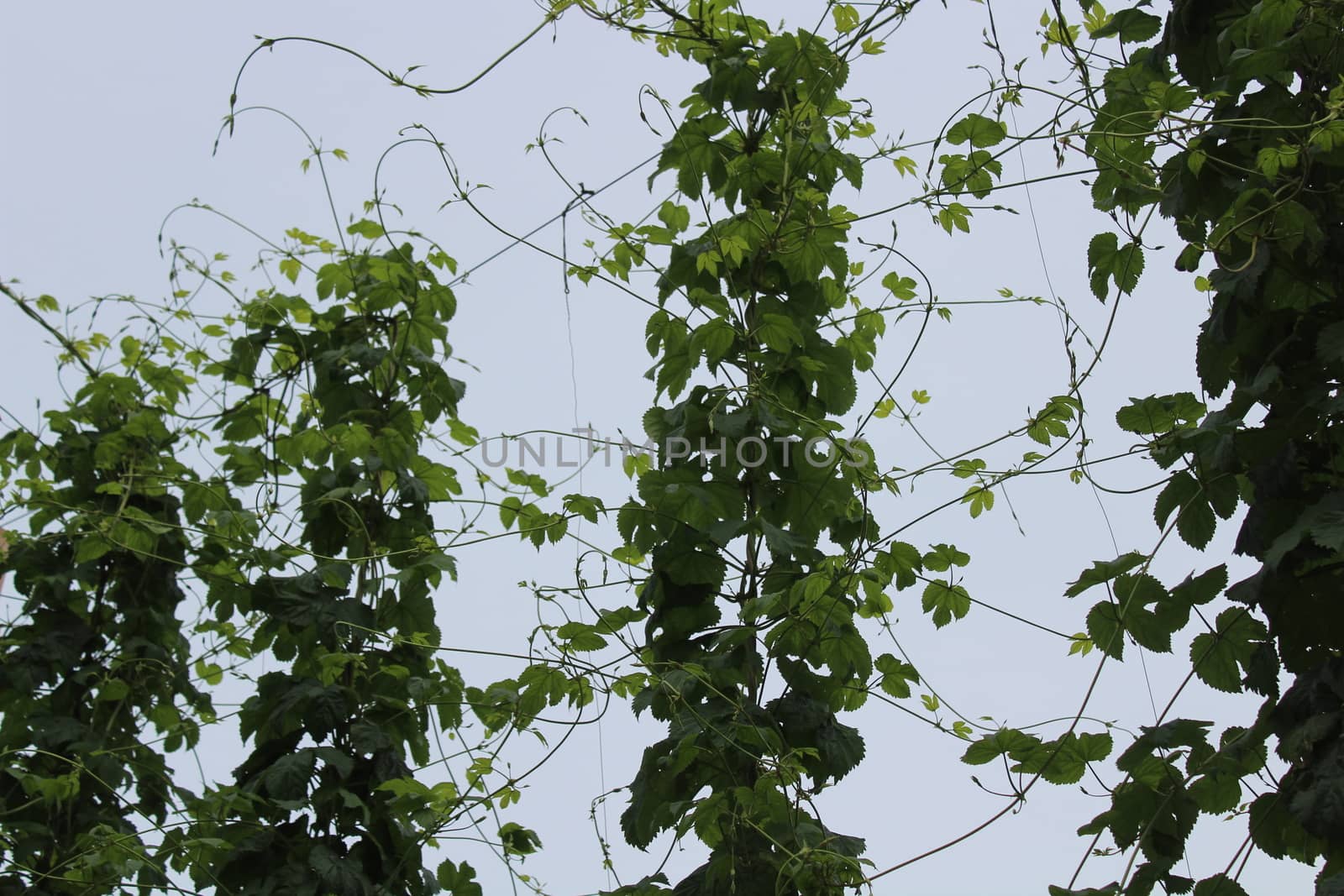 The picture shows hop plants in the garden