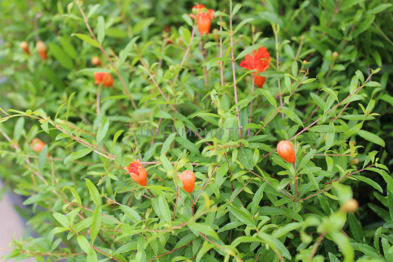 blossoming pomegranate in the garden by martina_unbehauen