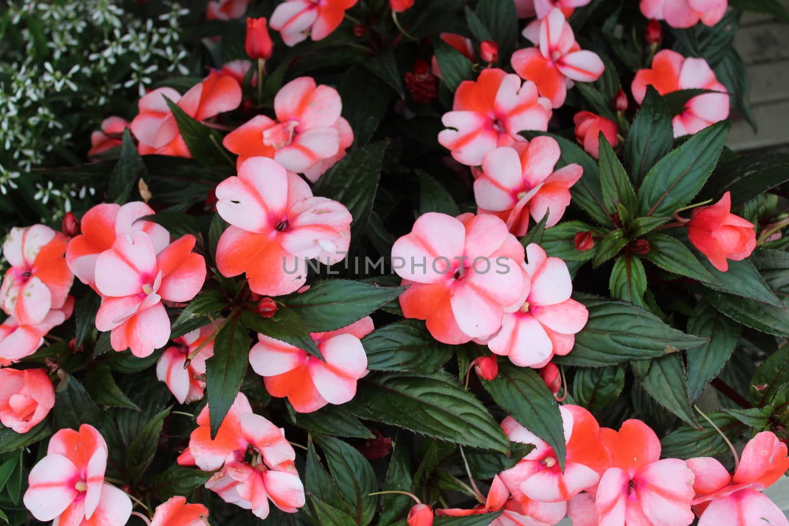 The picture shows blossoming busy lizzie in the garden